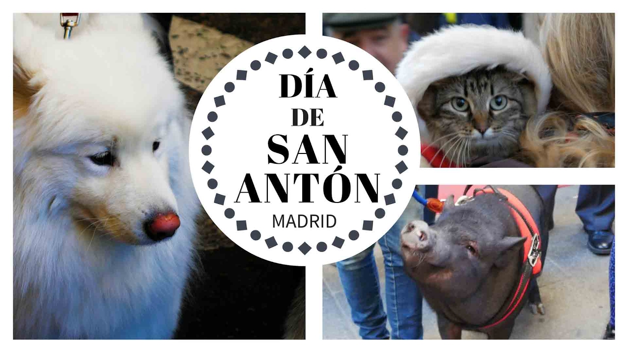 FIESTAS DE SAN ANTÓN MADRID. Historia del Día de San Antón en Madrid, el patrón de los animales