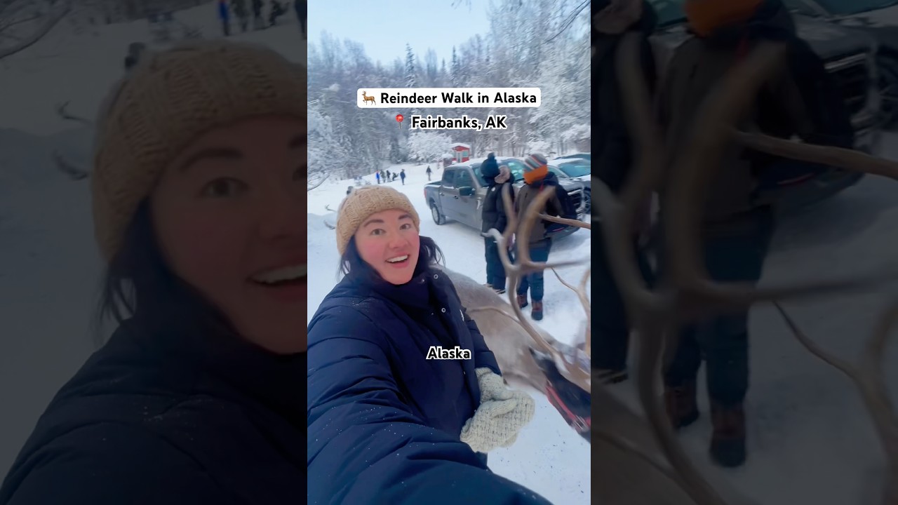 Let’s go on a walk with Reindeer in 