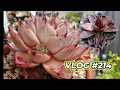 Succulent discovery tour after the rain  vlog 214  growing succulents with lizk