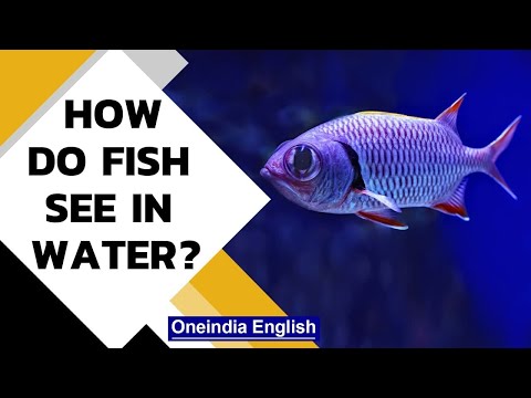 Fish vision underwater: How does underwater world look to them? | Oneindia News