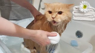 Britský dlouhosrstý kocourek Eli se koupe