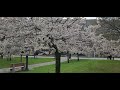 Cherry blossom in university of toronto scarborough campus  scarborough uoft