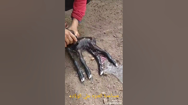 الولاده عند الماعز farag_farm@