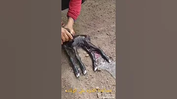الولاده عند الماعز Farag Farm 