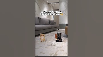 #comedy #funny #lucu #catvideos #cat #memengakakkocak #kucing #memecringe #fyp #catmemes #fyp #short