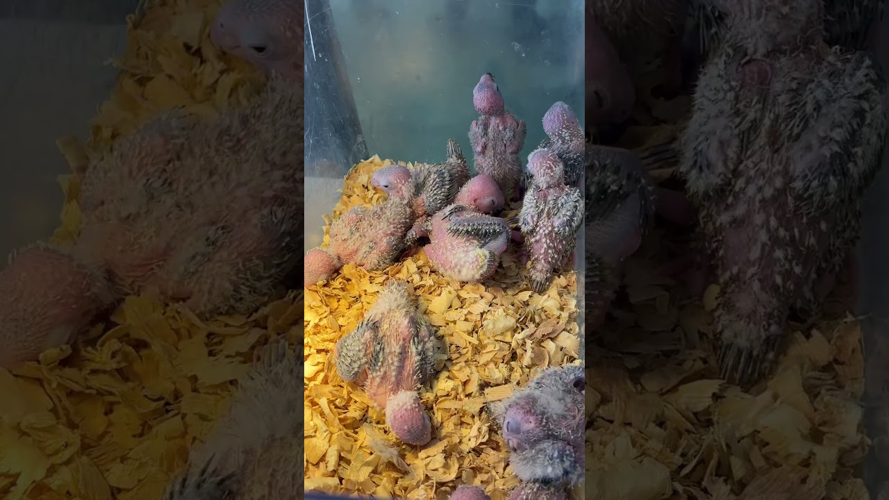 #chicks #newbornchicks #qulshareef #qulhuwaallahuahad #surah #qulsurah #allahhuakbar #allah #islamic