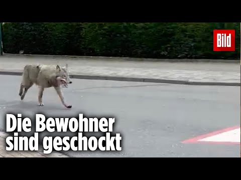 Wolf rennt durch Innenstadt und schockt Passanten | Niedersachsen