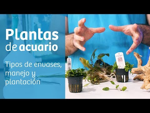 Vídeo: ¿Cómo Plantar Correctamente Las Plantas En El Acuario?