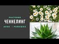 Ченнелинг. Растения. Алое и Ромашка