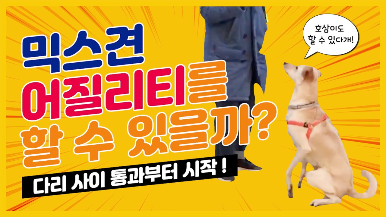 믹스견도 어질리티를 잘할 수 있을까? Korean dog agility training YouTube