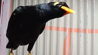 burung beo blajar meniru suara manusia@suryabeo