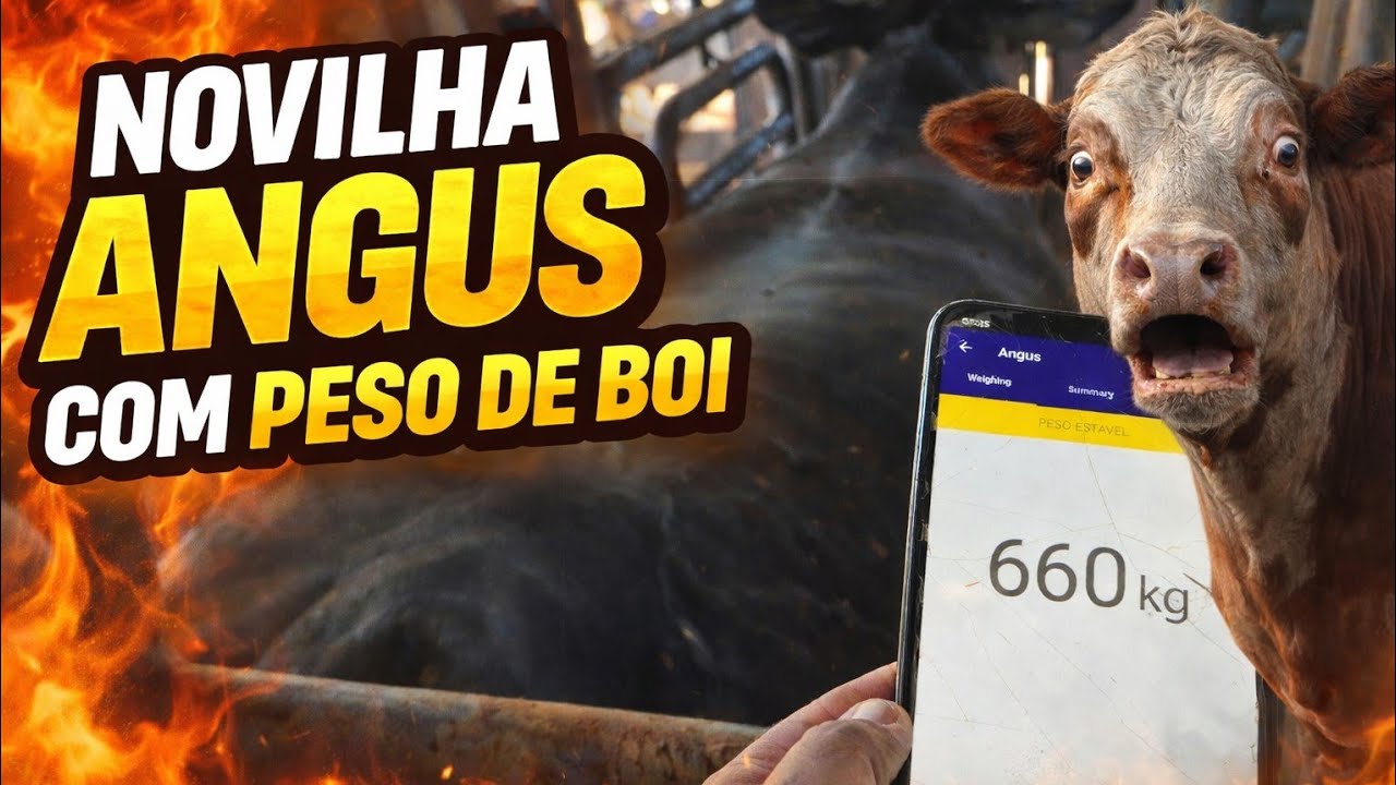 NOVILHAS ANGUS com  peso de BOI
