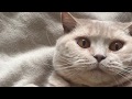 Funny CAT - СЧАСТЛИВАЯ ЖИЗНЬ КОШКИ - One Day Cat #4