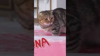 Can cats walk on fluffy slime?