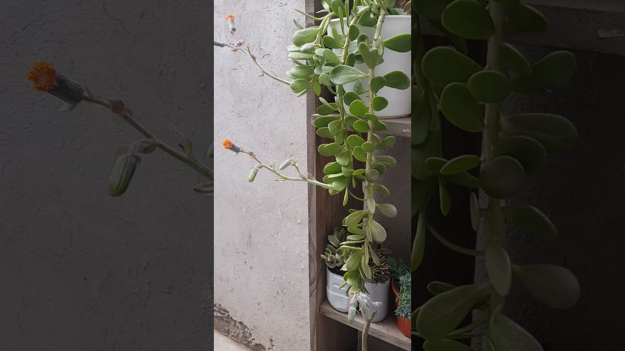 Senecio Jacobsenii en floración