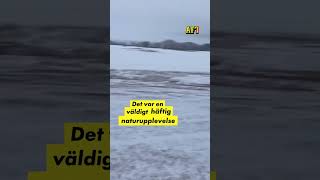 Här Fångas Flock Med Älgar På Film