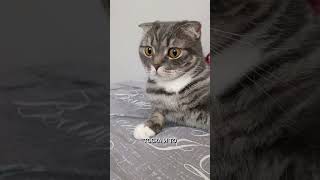 Добрый день🤗😘❤️🫶Aleks#врекомендации#видосыоткота#cat#топ10#добрыйдень