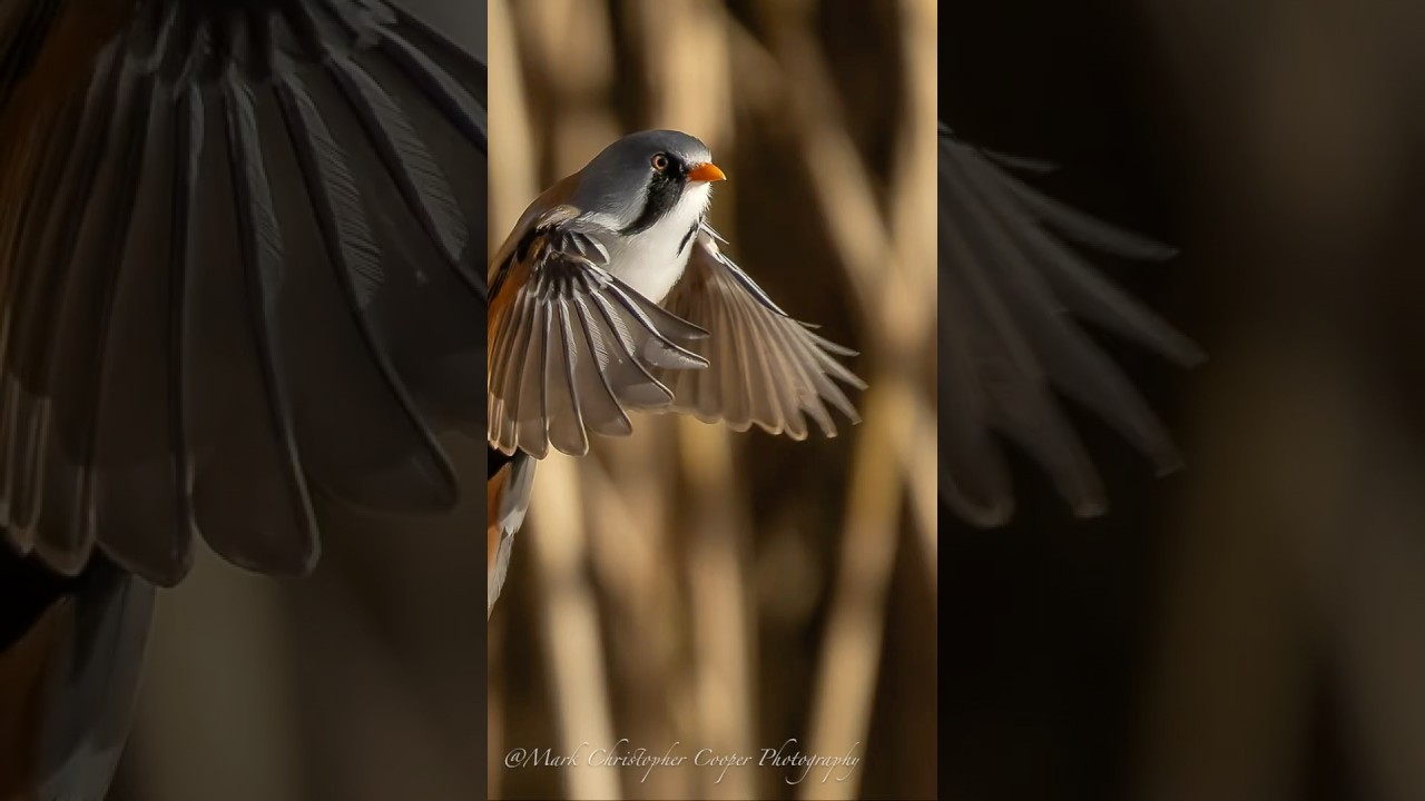 RSPB Leighton Moss 1