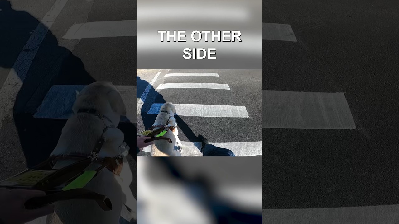 A Guide Dogs Role When Crossing the Road 