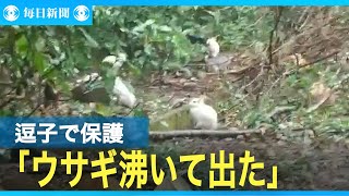 「ウサギが湧いて出てきた」　路上などで30羽保護　神奈川・逗子
