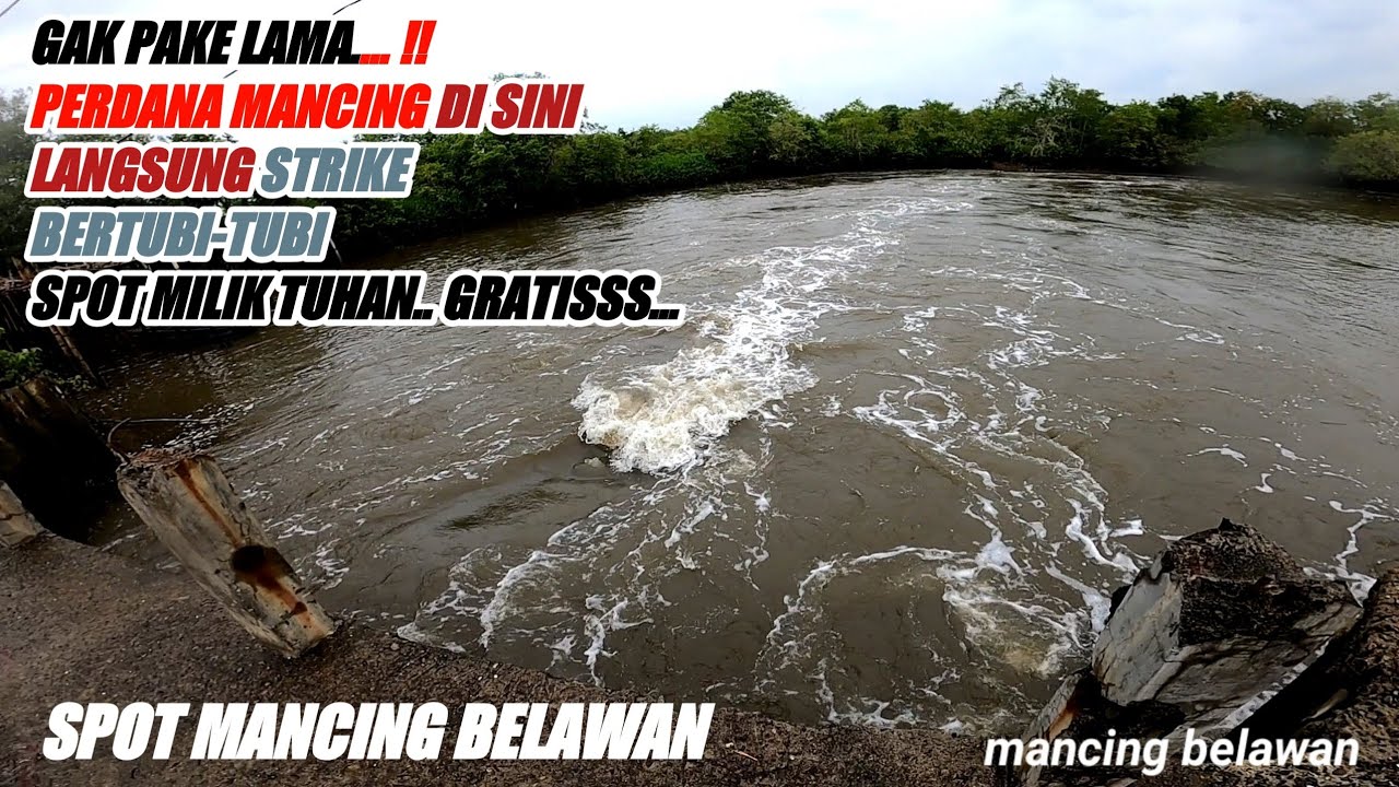 SPOT MANCING BELAWAN YANG RAWAN SAMBARAN IKAN