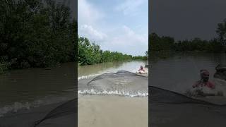 attack to bigfish by casnet fishing in River 🐬🐠 #fishing #reels #fishingline #fishinglife #fish