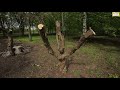 Tree Removal Service In Phoenix AZ 602 671 022 Tree Removal Service In Phoenix AZ 602 671 022