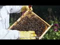 Tuto 2  visite de suivi de la ruche