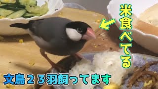 【文鳥】　ご飯食べてるだけ