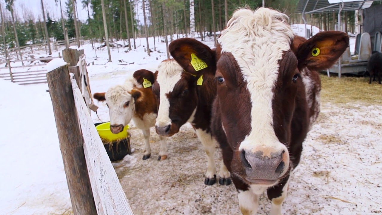 Tila ilman teuraita – Näin syntyi Eläinsuojelukeskus Tuulispää
