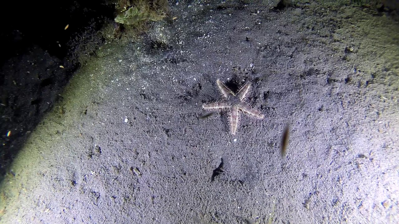 Starfish Running Starfish running - YouTube