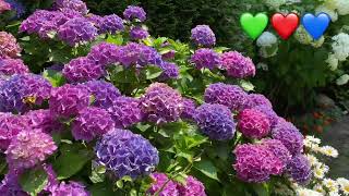 How To Create A Colourful Front Garden