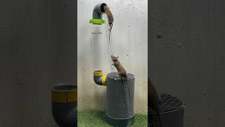 Best mouse trap idea/good rat trap plastic pipe #mousetrap2020 #mousetrap