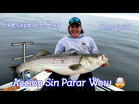 Pesca De Striped Bass Gigante En Maryland/ Jigging for Trophy Striped Bass  