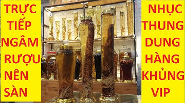 TRỰC TIẾP NGÂM NÊN SÀN RƯỢU NHỤC THUNG DUNG BỔ THẬN TRÁNG DƯƠNG - SÀN RƯỢU QUÝ 365