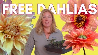 How to grow lots of dahlias from cuttings