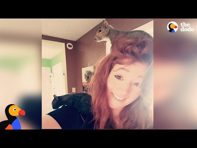 Woman Has Rescue Squirrels Running All Over Her House | The Dodo