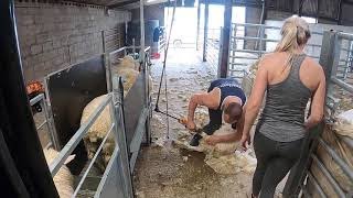 Shearing lambs (how to shears sheep)