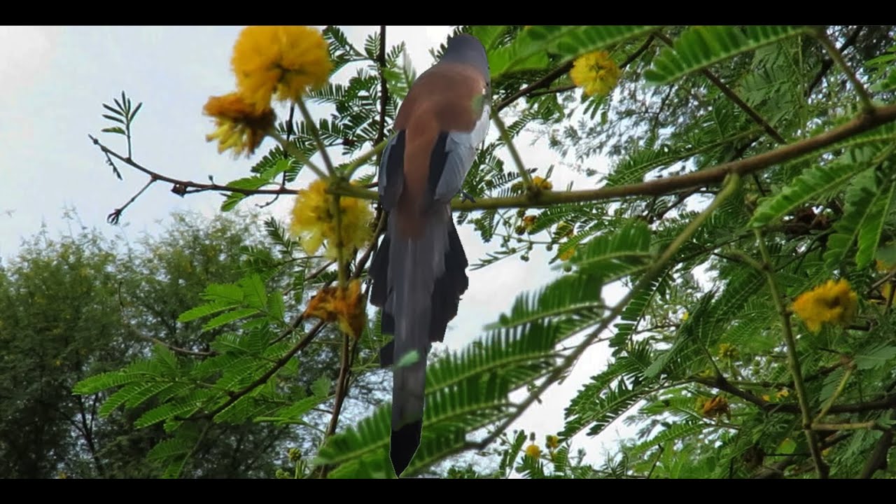 Amazing Birds of Pakistan - YouTube