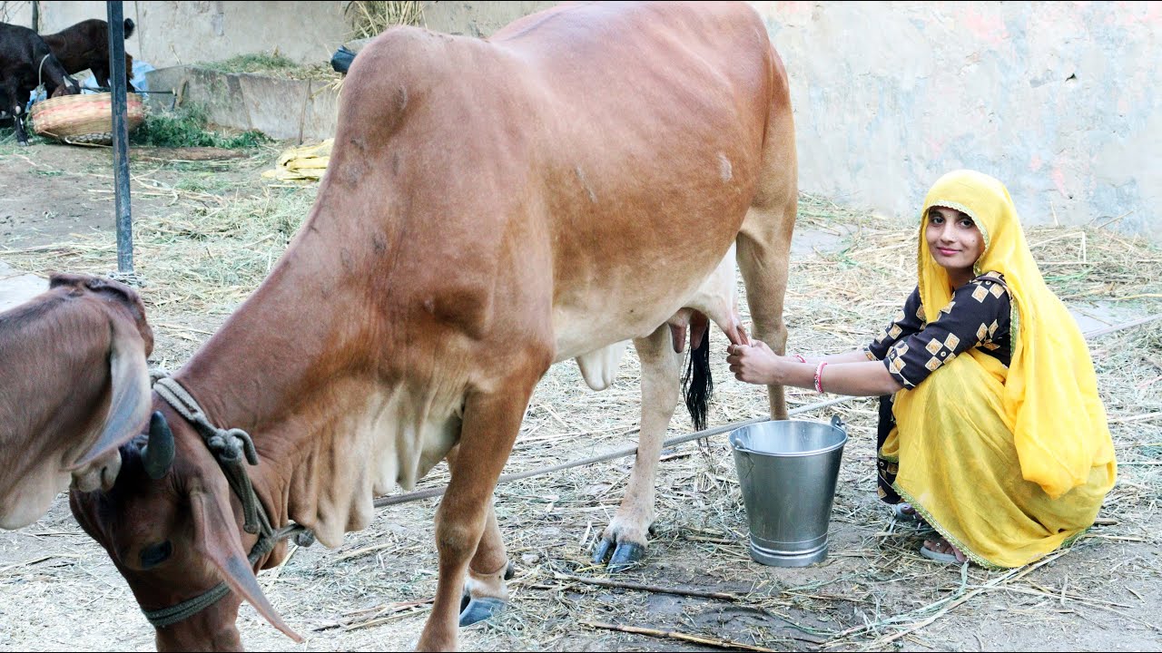 Rajasthani Village Lifestyle Cow milking Vlog Evening Routine Vlogs Rajasthan Ki Ekta Cow