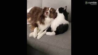 Solo un gato besando a su perro amigo