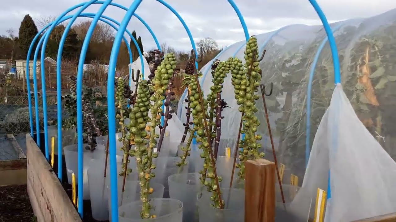 Winter Jobs On Our Allotment's & Growing Spaces ❄️ Brassica Supports ❄️ Brussel Sprout Maintenance