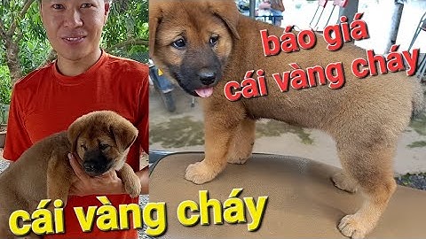 Báo giá cái vàng cháy cái vàng cháy 1tr500k