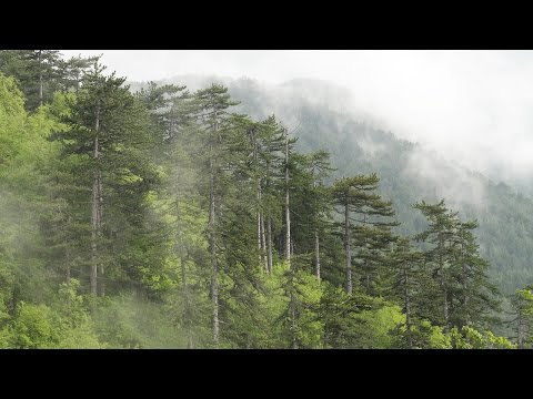 ЗАБРАВЕНИТЕ ГОРИ (филм) / FORGOTTEN FORESTS (film)