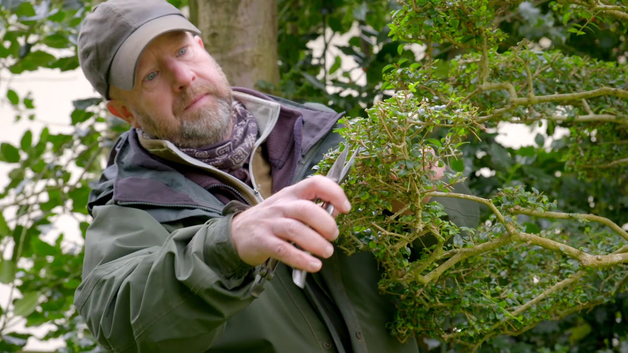 Cloud pruning Ligustrum.