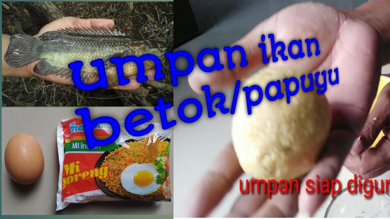 umpan mancing ikan betok paling ampuh