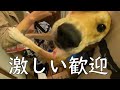 旅行から帰ってきたおかあさんに大興奮のワンジロー