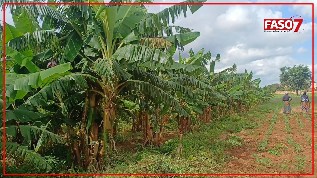 Burkina Faso : Cacao et banane plantain poussent bien à Bobo-Dioulasso