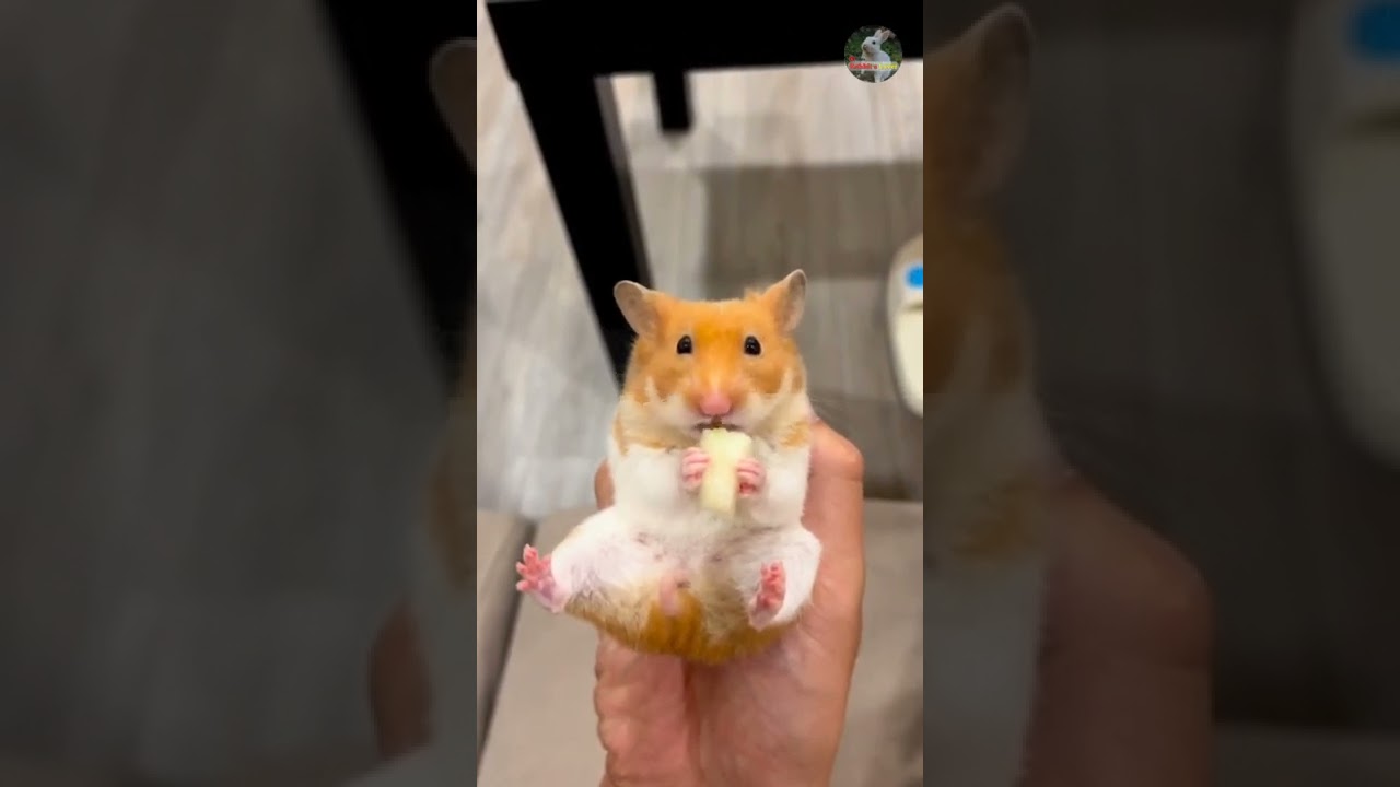 Funny hamster eating the pumpkin in my hand 🐀 