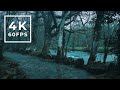 Relax Walking in the rain in the forest - 4K Rain for sleep Ambience